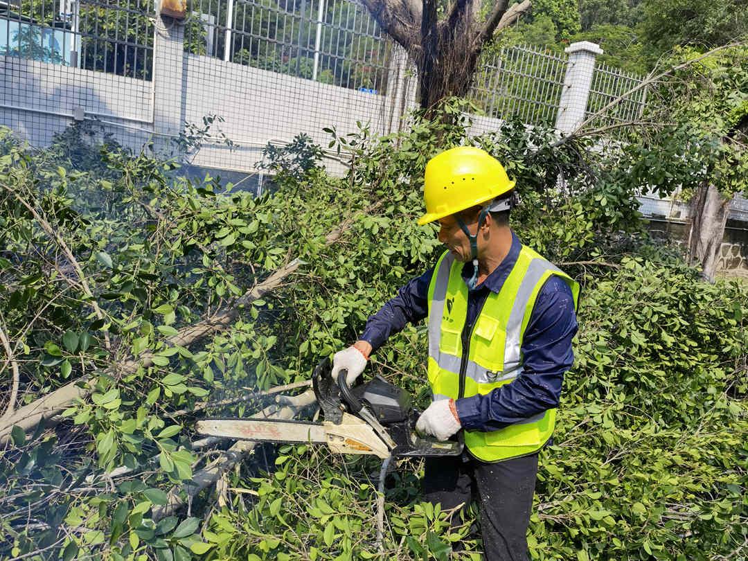 广州欢迎访问十大电子网址公司的工人正在锯掉被台风刮倒的树枝